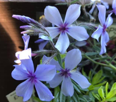 Phlox divaricata 'Chattahoochee' 